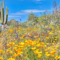 WHERE TO SEE WILDFLOWERS IN PHOENIX